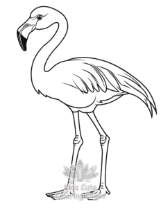 Birds coloring page for boys, printable at home