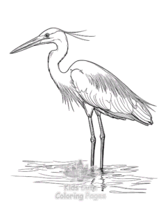 Birds coloring page for boys, printable at home