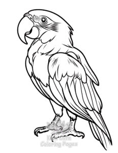Birds coloring page for boys, printable at home