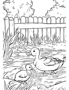 Free printable Duck coloring page for kids