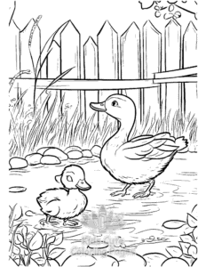 Duck coloring page for girls, free to print