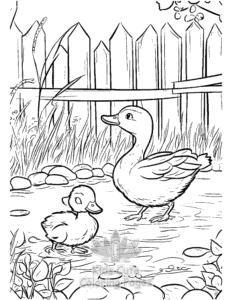 Duck coloring page for boys, printable at home