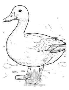 Simple Duck coloring page for toddlers