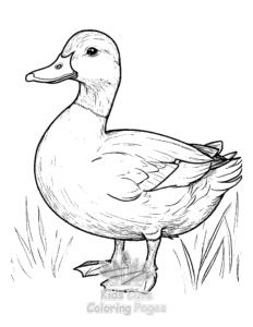 Duck coloring page for boys, printable at home