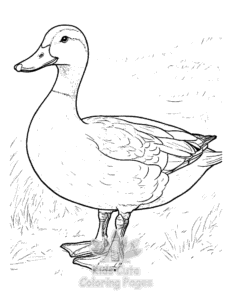 Duck coloring page for classroom activities