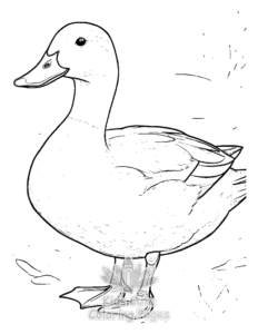 Duck coloring page for boys, printable at home