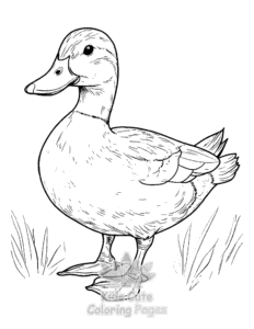 Printable Duck coloring sheet for preschoolers