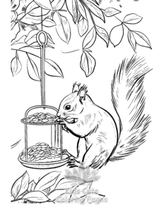 Squirrel coloring page for girls, free to print
